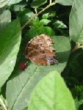 blue morpho with ragged wings